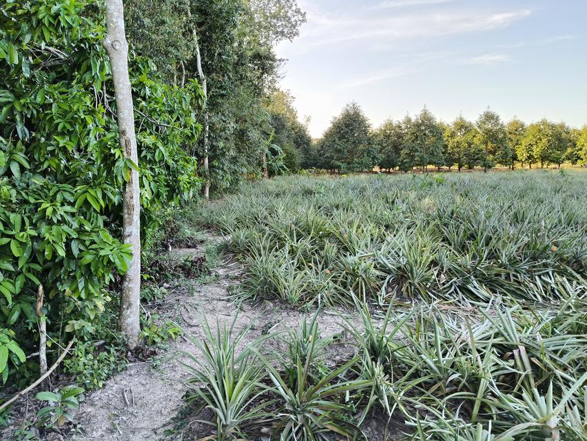 ( ด่วน )ขายที่ดิน อ.แกลง ระยอง ยกแปลง เนื้อที่ 5 ไร่ - 68.5 ตารางวา 7