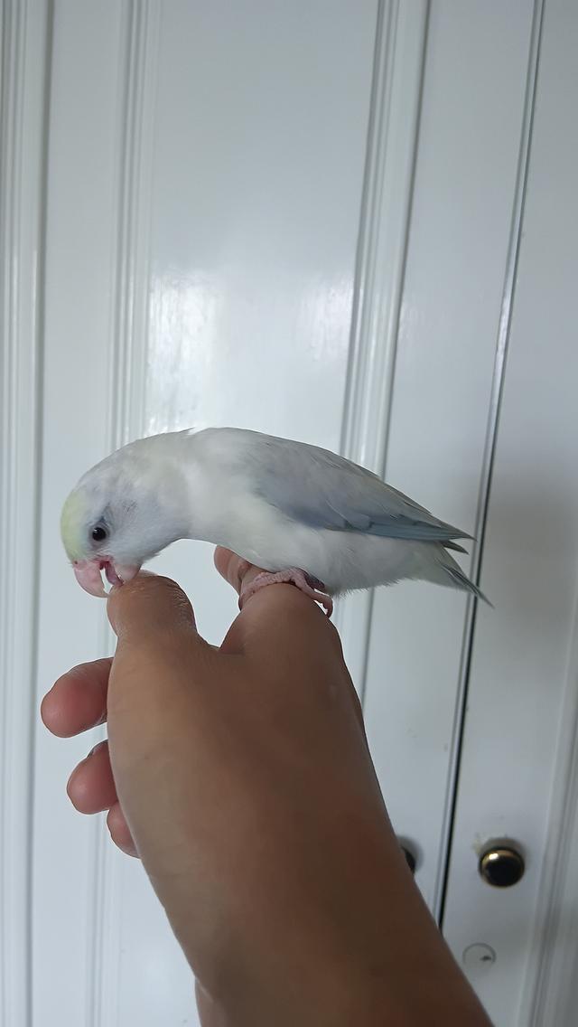 นกฟอพัส (Forpus Parrot)สี: ไดลูทพาสเทล (Dilute Pastel) โทนละมุน สีสวยหวานสะอาดตา เอกลักษณ์ความนวลที่ละมุน รูปที่ 11