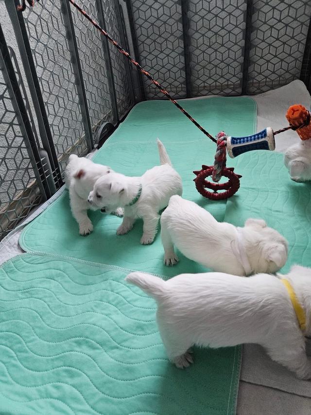 ลูกหมา West Highland White Terrier สินสอดเบาๆ 3