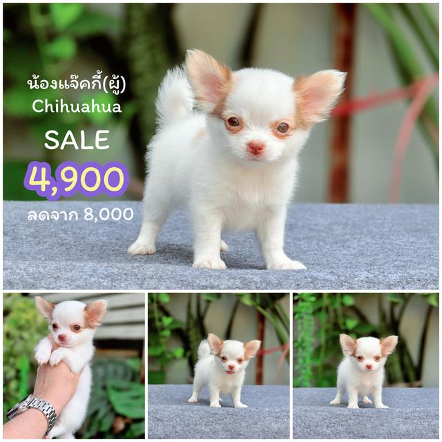 Chihuahua พร้อมย้ายบ้านจ้า