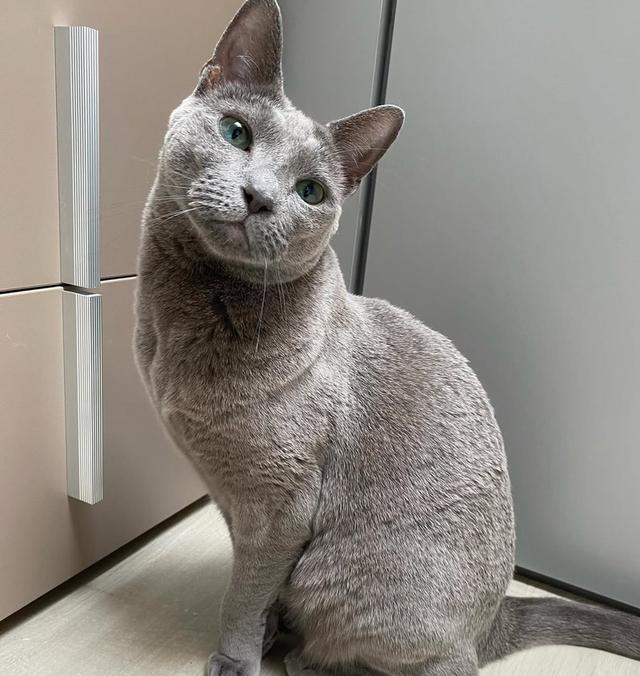 ขายด่วน Russian Blue สีสวย พร้อมย้ายบ้าน 2