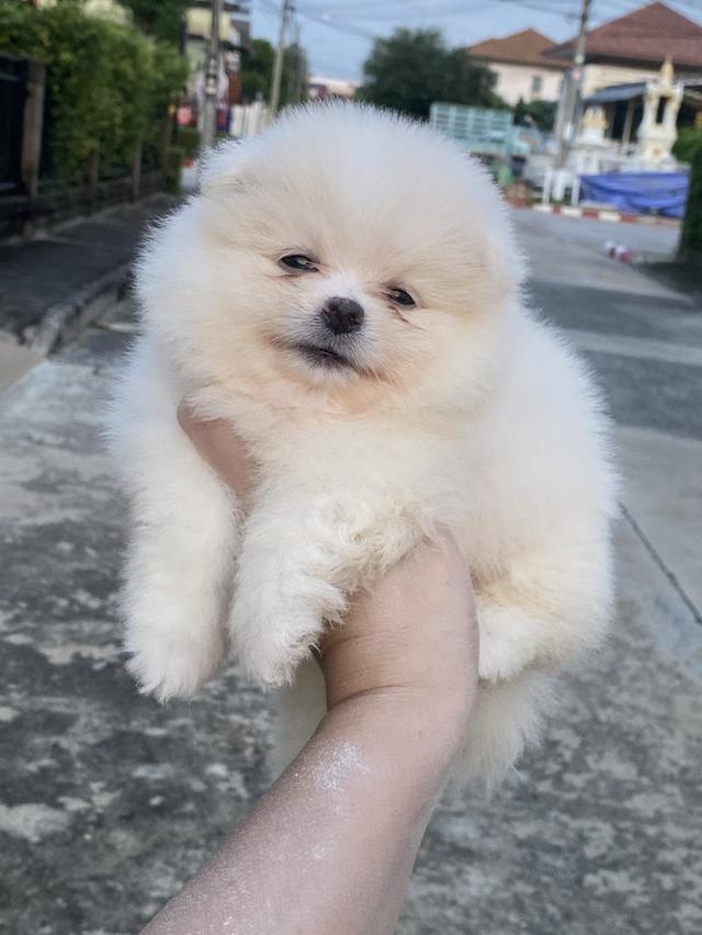 ลูกปอมแท้ อ้วนกลมฟู ขนแน่นฟูสวย มาดูตัวจริงได้