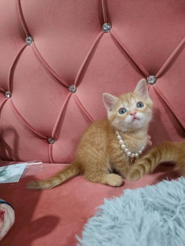 เด็กชายสก๊อตติส หาบ้าน ชายส้มลายขาว 😻😻😻🏠🏡