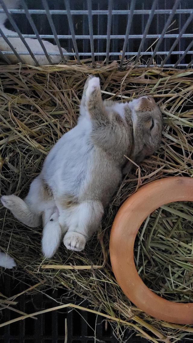 กระต่ายมินิเร็กซ์,ฮอลแลนด์ลอป,นิวซีแลนด์ไวท์ 18