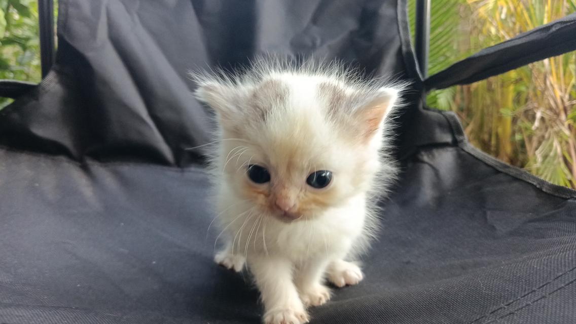 สก๊อตติสเพศผู้เพศเมีย 11