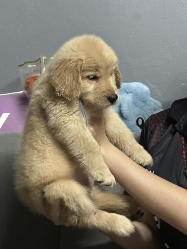 สุนัขโกลเด้นรีทรีฟเวอร์