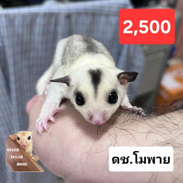 ชูการ์ไกลเดอร์ โมซาอิ พาย ผู้