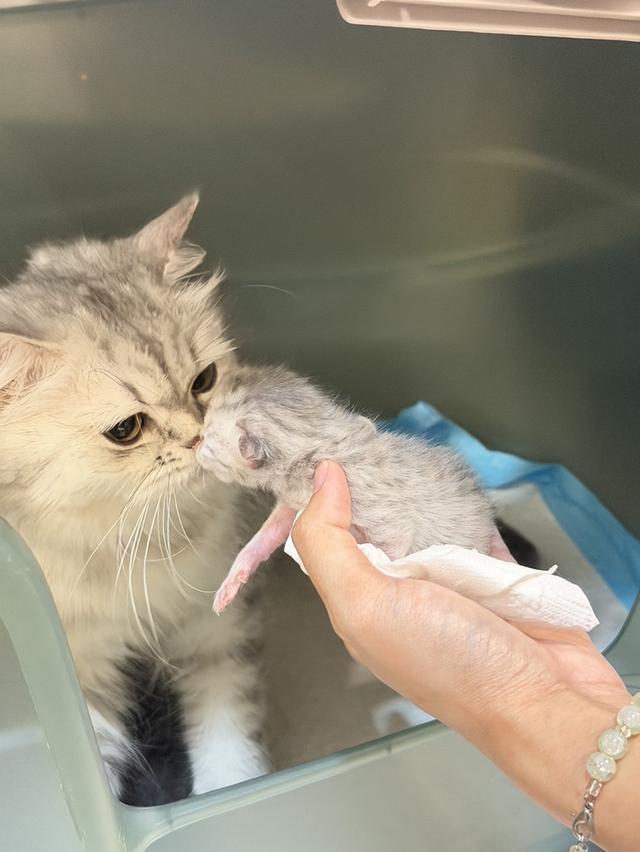 Scottish Fold  สก็อตติชโฟลด์ แท้ ระบบปิดเลี้ยงด้วยรัก รวมวัคซีน ถ่ายพยาธิ หยอดยากันปรสิตและไรหู สมุดวัคซีน รูปที่ 16