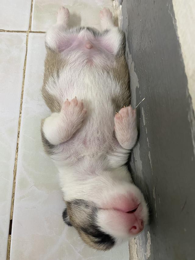 ลูกคอร์กี้ 2