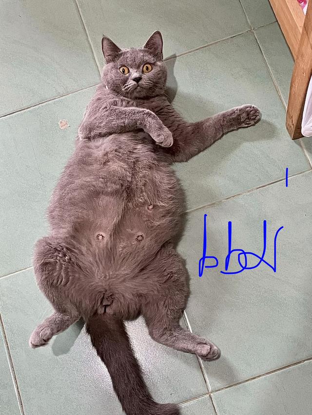 ลูกแมวพัน บริสติช ช็อคแฮร์ แท้
