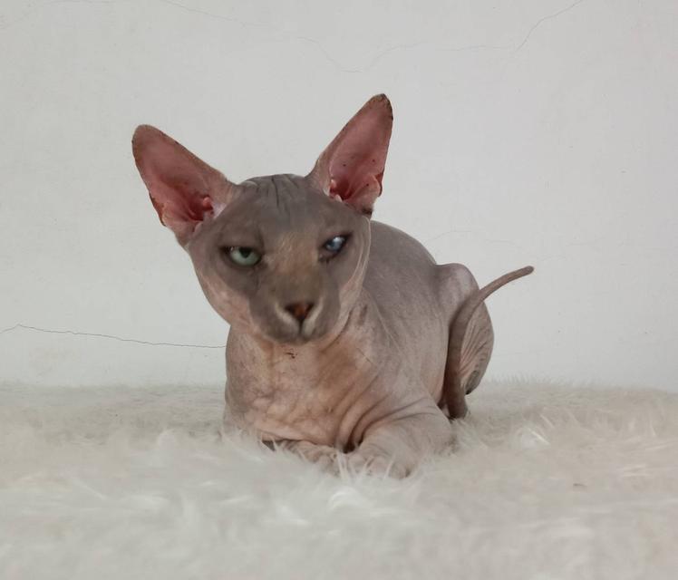 22.แมวสฟิงซ์/เพศผู้ หาบ้าน Sphynx Cat/Male looking for a new home 4