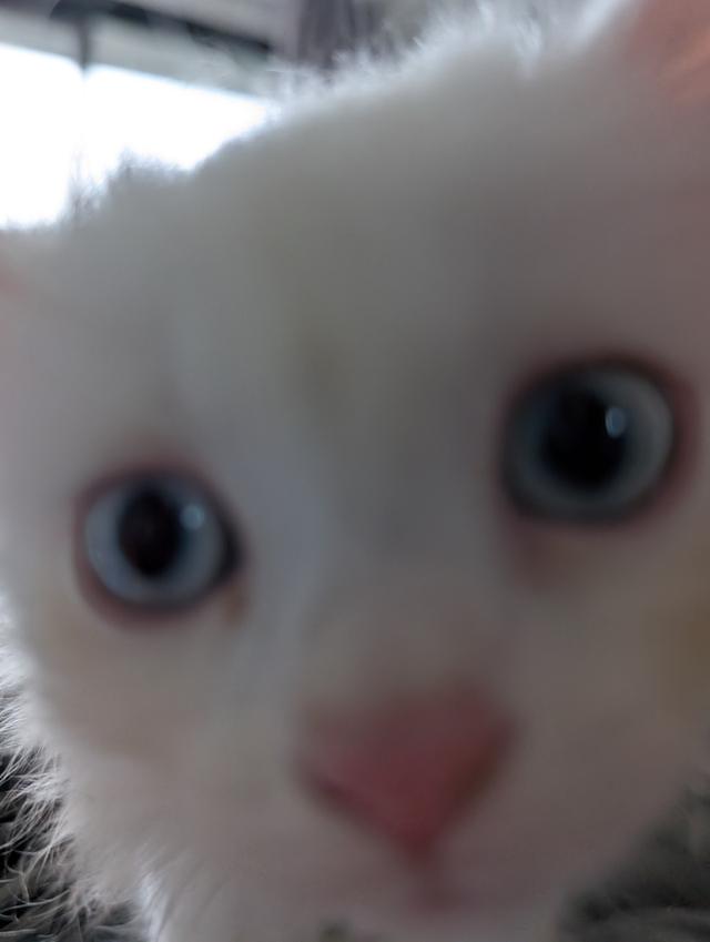 Doll face Persian