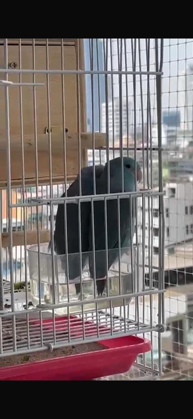 Forpus bird pair