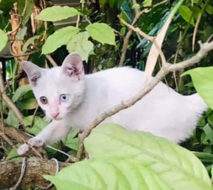 ขายลูกแมวขาวมณีตาสีสองสี