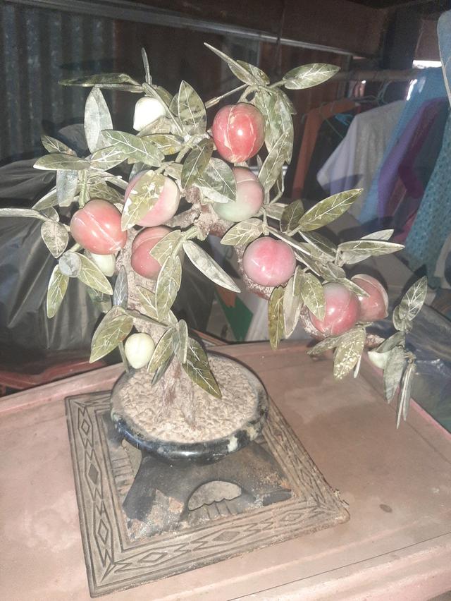 ต้นท้อหินหยกมงคล เสริมฮวงจ้ย