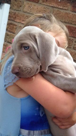 Weimaraner Puppies  WhatsApp me : +66 63 826 3042 รูปที่ 2