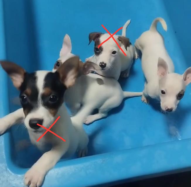 ลูกสุนัข แจ็ครัสเซลล์ เทอร์เรีย 
