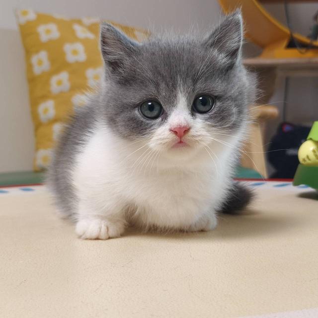 แมวมันช์กิ้น Munchkin short leg Oscat cattery chiangmai รูปที่ 9