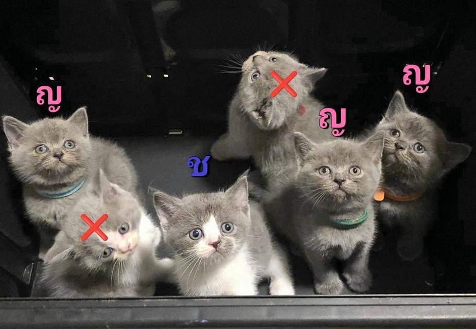 น้องแมว พันธุ์ บริติช ช็อตแฮร์