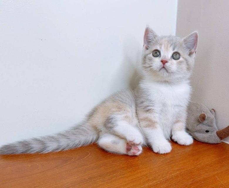 Scottish fold (ผู้หญิง) 2