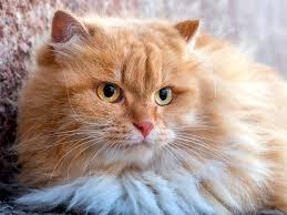 ข่ายแมวเปอร์เซียสีส้มขนฟู 1