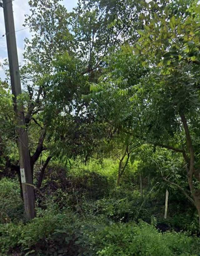 ที่ดินเปล่าสุวินทวงศ์110 หนองจอก กรุงเทพขายด่วน 9