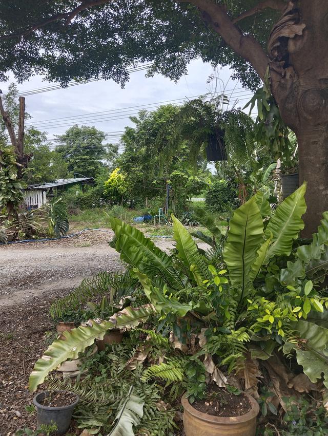 บ้านสวนสวยร่มรื่น ศรีประจันต์ สุพรรณบุรี 8