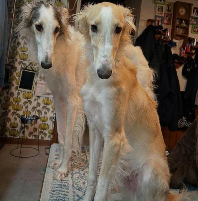 ขายหมา Borzoi สองตัว