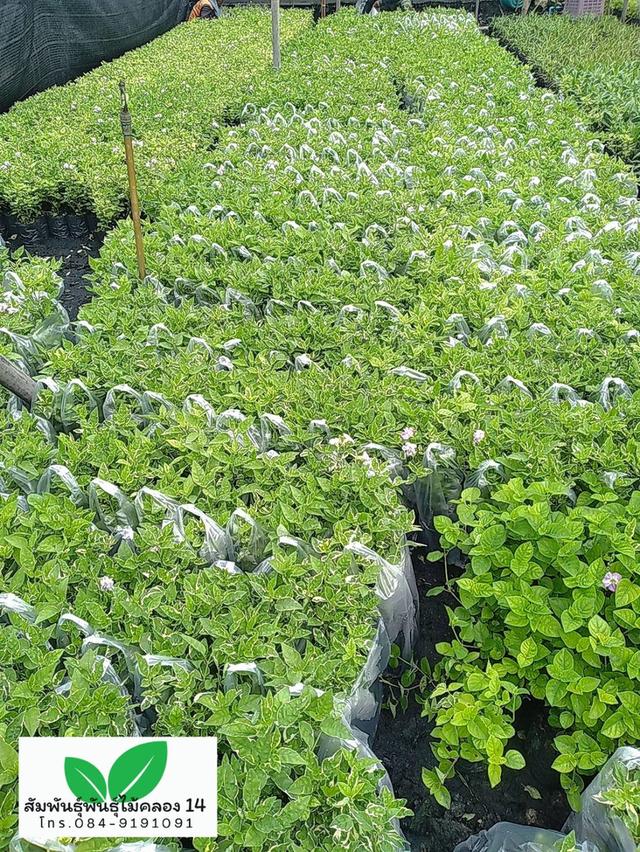 บุษบาด่าง บุษบาฮาวายด่าง