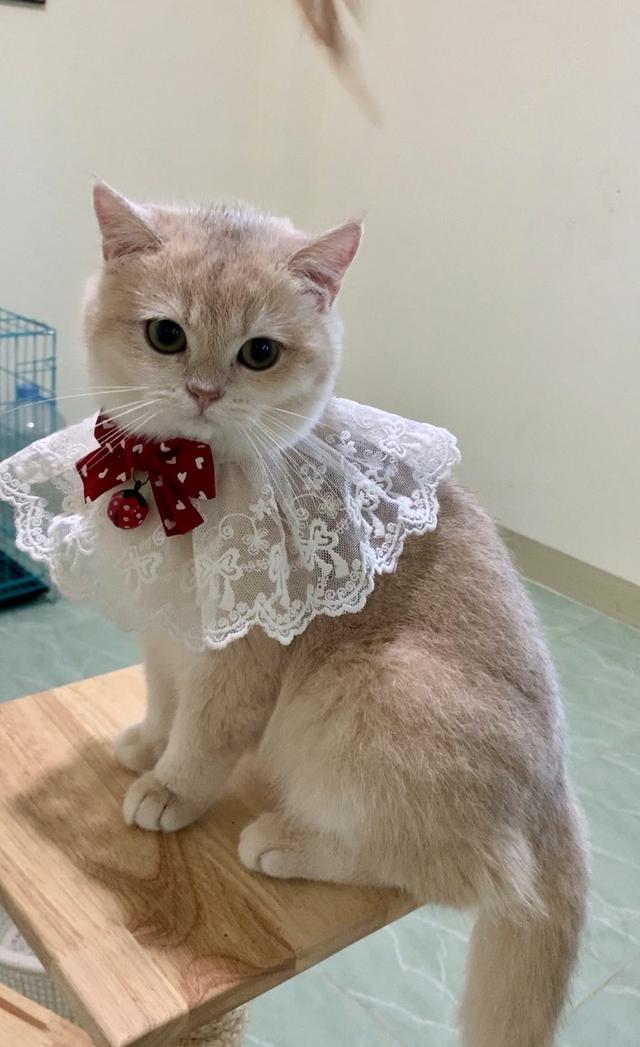 British Shorthair พร้อมย้าย • ใบเพ็ด scfc • วัคซีนครบตามวัย รูปที่ 5