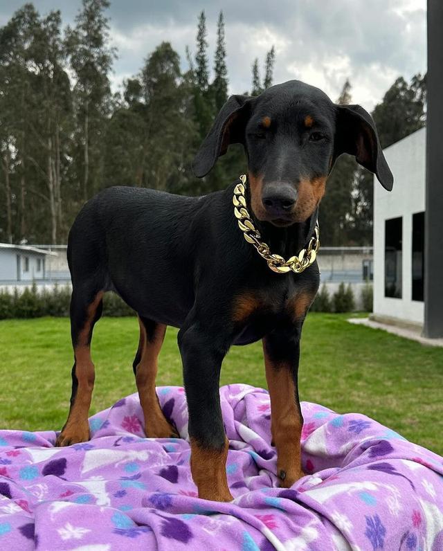 Doberman Pinscher Puppies