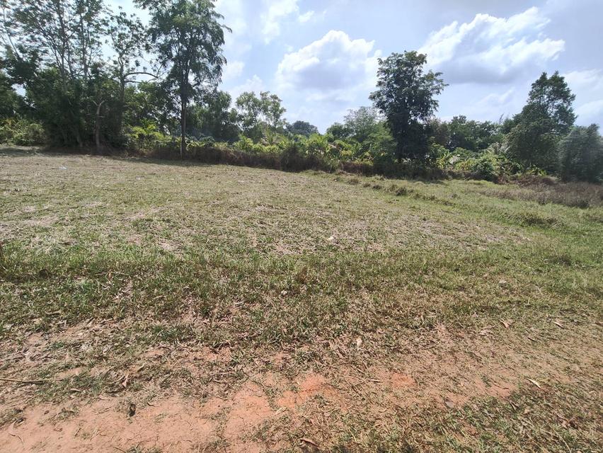 ขายที่ดินเปล่า แถวหนองบุ อุดรธานี 2