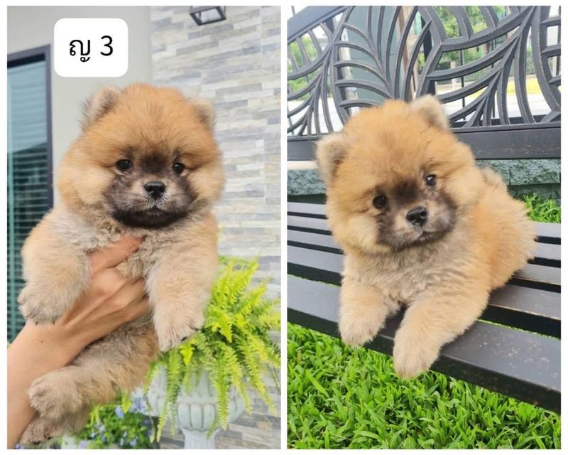 ลูก Chow Chow ราคาเบาๆ 2