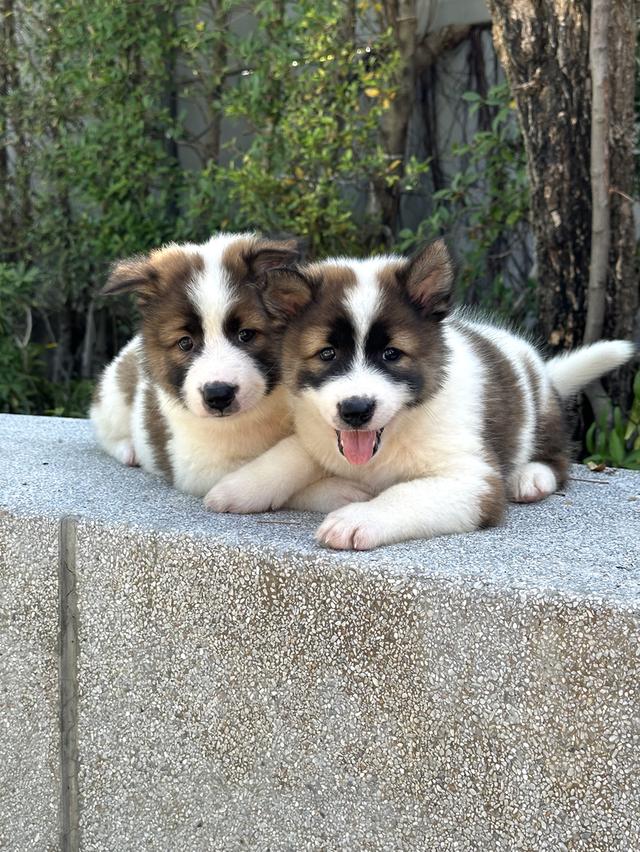 ลูกหมาบางแก้ว พร้อมย้ายบ้าน ว่าง ช1 ญ1 รูปที่ 3