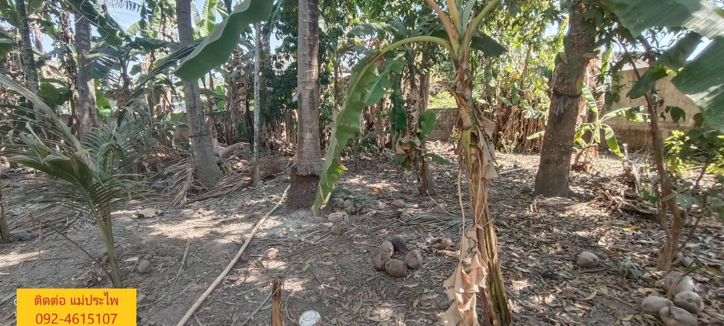 ที่ดิน มีสิ่งปลูกสร้าง 245 ตรว. หนองคาย 11