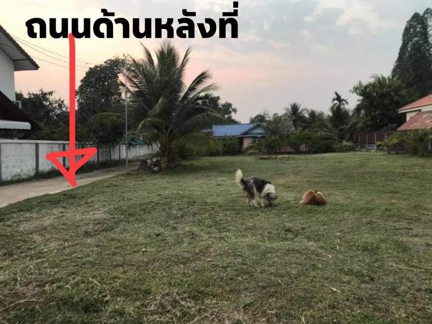 ขายที่ดินบ้านหนองหิน ที่สวยติดถนน 2ด้าน ทำเลดี เหมาะสร้างบ้าน 200 ตารางวา ต.ศิลา  อ.ขอนแก่น จ.ขอนแก่น 4