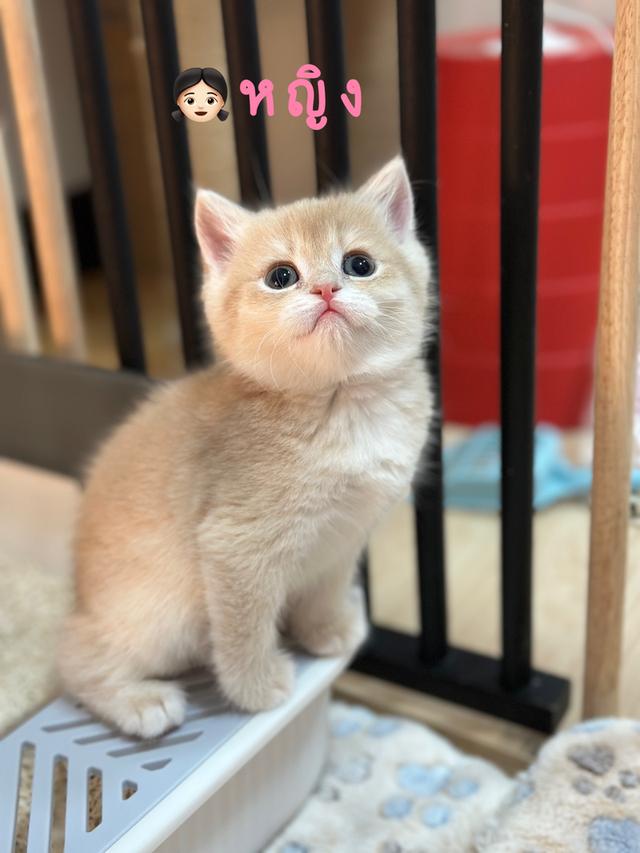 แมวมันซ์กิ้น- บริติช ขาปกติ รูปที่ 5