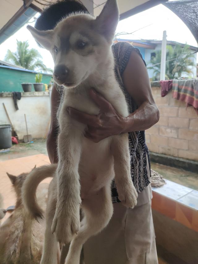 น้องไซบีเรียนน่ารักๆ 4