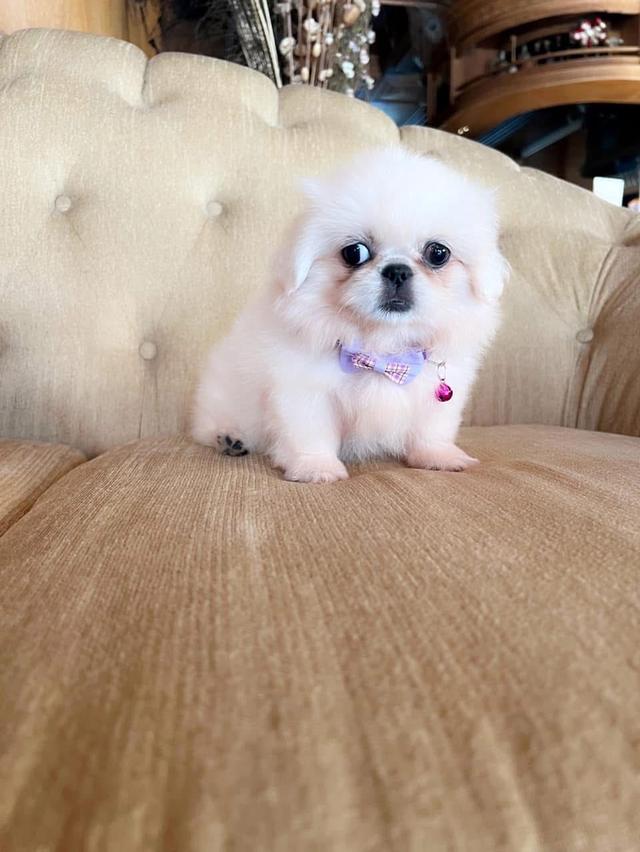 ลูกสุนัข Pekingese