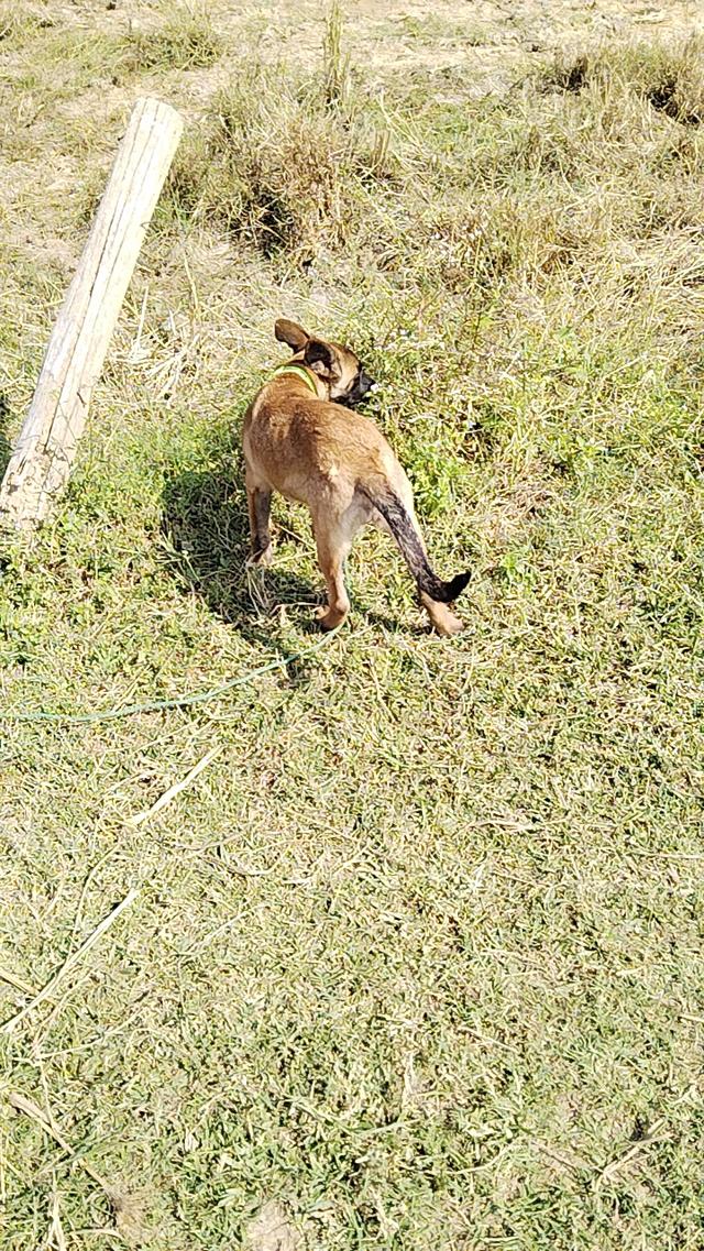 สุนัข พันธุ์เบลเยี่ยม มาลินอยส์ 2