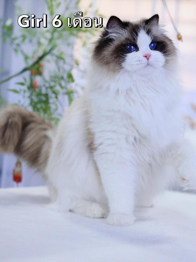แมว แร็กดอล เด็กผู้หญิง  3สาวน้อย รูปที่ 3