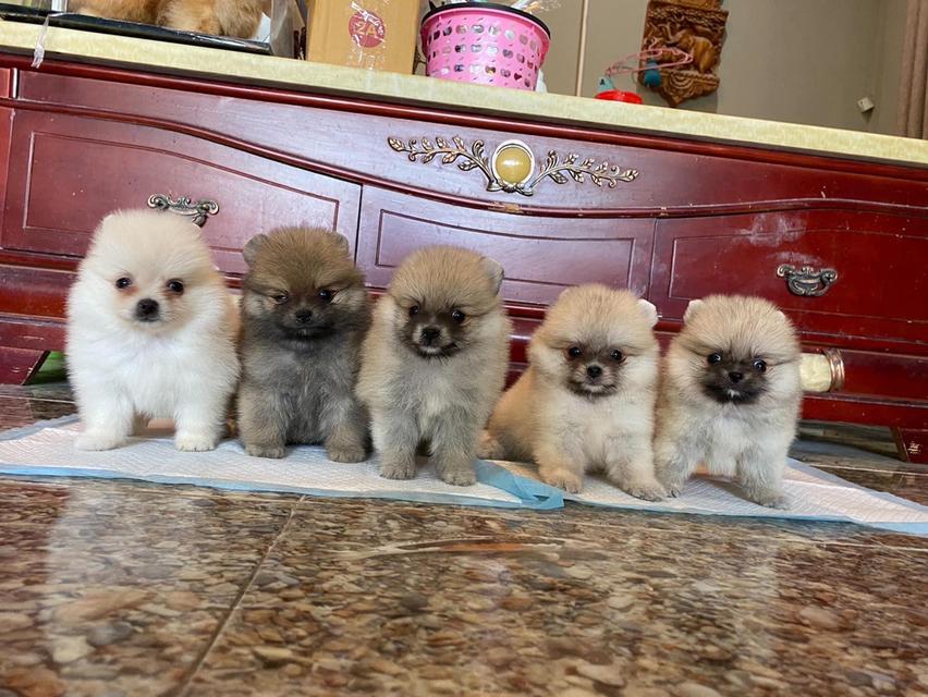ลูกปอมแท้ มีบริการจัดส่งทั่วประเทศ รูปที่ 4