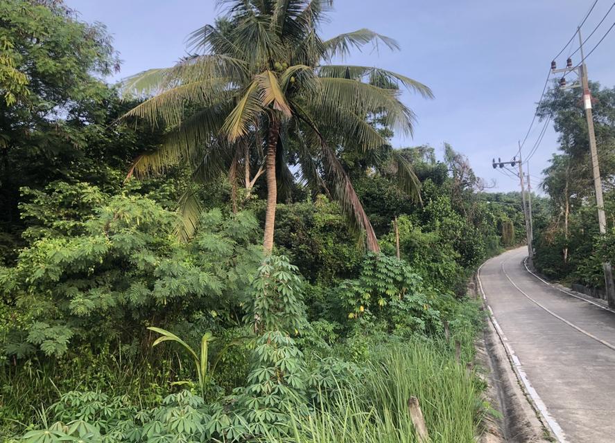 ขายที่ดินเชิงเขา เกาะถ้ำ สวนตูล สวนสัตว์สงขลาเนื้อที่ 212 ตร.ว. ราคา 4 ลบ. 1