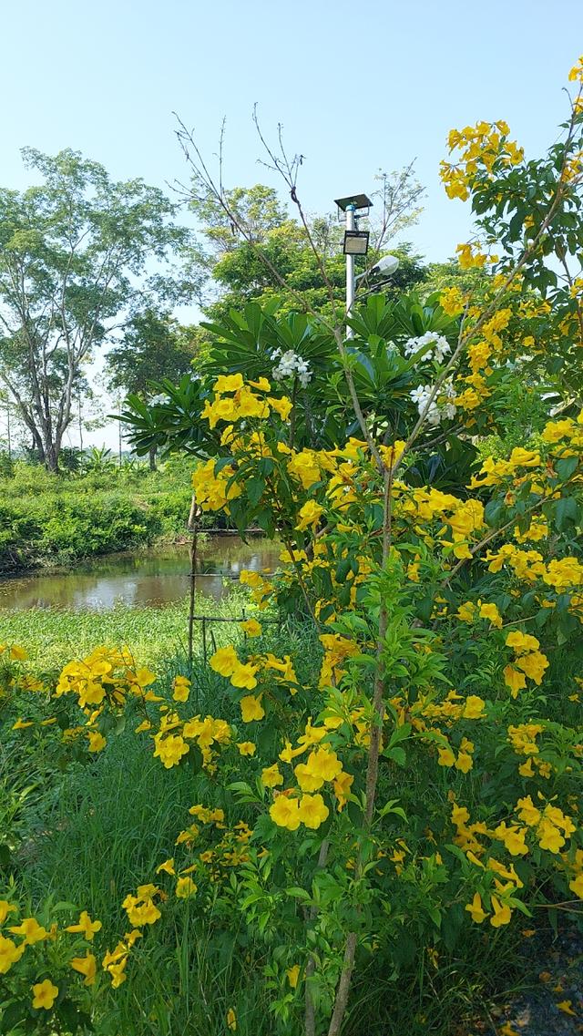 บ้านสวนพร้อมที่ดิน181ตรว. 19