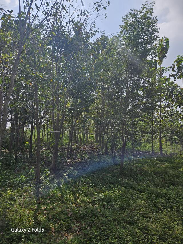 ที่ดินติดถนนสาย 33 ปราจีนบุรี 17