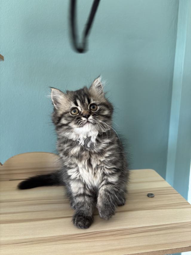 แมวเปอร์เซีย น่ารัก ขี้อ้อน