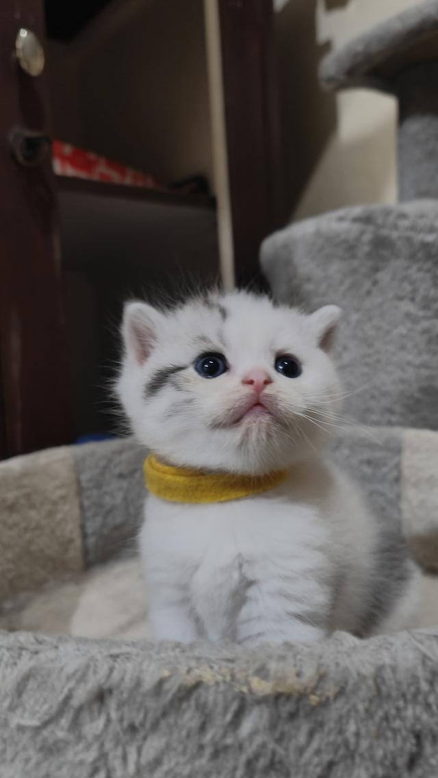 Scottish Fold (boy) 9
