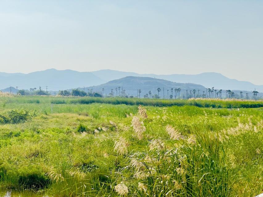 ขายต่ำกว่าราคาประเมิน ที่ดิน วิวภูเขา ใกล้หาดชะอำ เนื้อทึ่ 16-1-84 ไร่ ถนนเพชรเกษม ตำบลชะอำ อำเภอชะอำ จังหวัดเพชรบบุรี 8