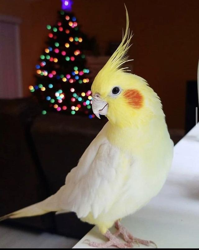 นกค็อกคาเทล สีเหลืองน่ารัก 2