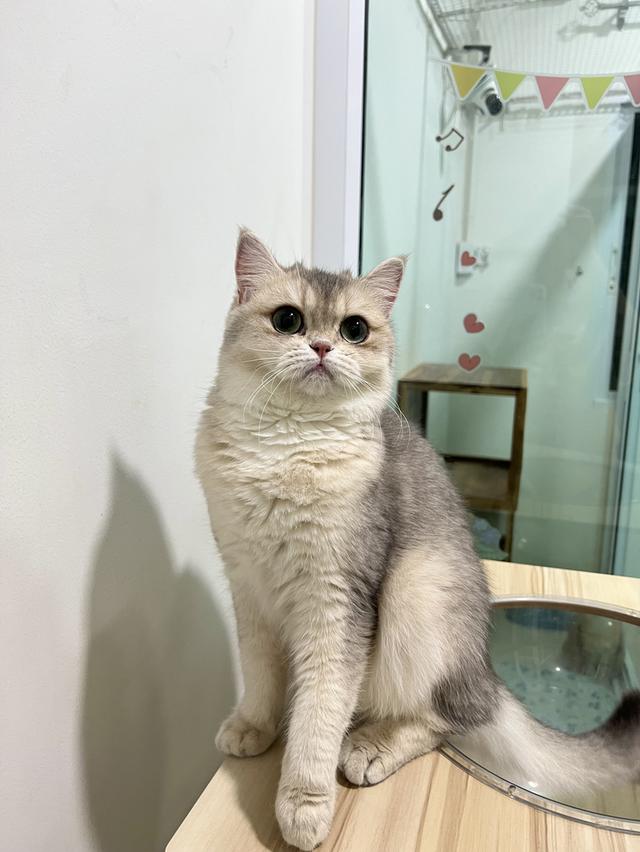 ดญ.บริติช(AY)พร้อมย้าย